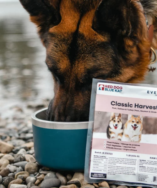 Offrez un Repas Gratuit et Sain à Votre Chien avec Red Dog Blue Kat !